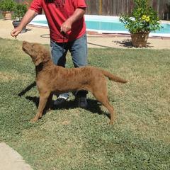 Bella - Chesapeake Bay Retriever