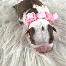 Girl 3 light pink - Seal and white female Boston Terrier puppy in Sunnyside, Washington from Castellanos Bostons