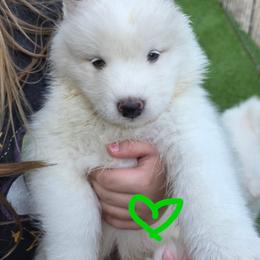 Lime boy - White and biscuit male Samoyed puppy in Elwell, Michigan from Limelight Samoyeds