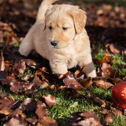 Golden Retriever Puppies from Mountain Reign Golden Retrievers