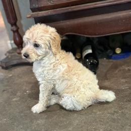 Peanut - Cream female Labradoodle puppy in Somerset, California from Annie’s Animals