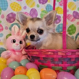 AKC BRONZE GRAND CHAMPION SIRED ASHLEY - Black sabled fawn female Chihuahua puppy in Newport, Maine from Pinewood Acres Chihuahuas