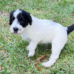 Penny - Merle female Sheepadoodle puppy in Charleston & Kershaw, South Carolina from Atlas Harrold-Moore Sheepadoodles, LLC   (AHMS)