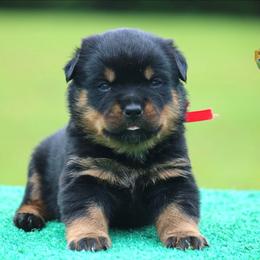 Vada - Black and mahogany female Rottweiler puppy in Uniontown, Alabama from CedarBluff Rottweilers