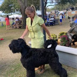 Black Russian Terriers from Margarita Galperina's Black Russian Terrier