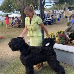 Black Russian Terriers from Margarita Galperina's Black Russian Terrier