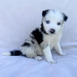Blue Merle - Blue merle male Border Collie puppy in Okeechobee, Florida from Cowtown Corgis & Border Collies
