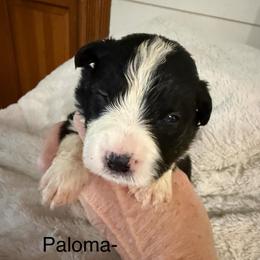 Paloma - Black and white female Border Collie puppy in Lakeview, Michigan from Haven Creek Farm