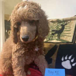 Boy 1 - Brown male Poodle puppy in Detroit, Michigan from Pretty Spoiled Spoos llc