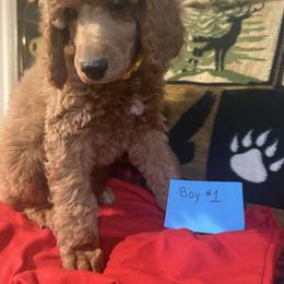 Boy 1 - Brown male Poodle puppy in Detroit, Michigan from Pretty Spoiled Spoos llc