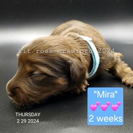 Dachshund Puppies from Wayward Home Dachshunds