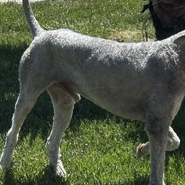 Phantom - Poodle