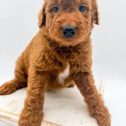 Tornado - Apricot male Goldendoodle puppy in Sunman, Indiana from Brunsman Country Doodles LLC