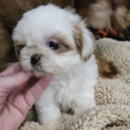 Luna - Lilac female Shih Tzu puppy in Kings Mountain, North Carolina from NC Shih Tzus by Tammy
