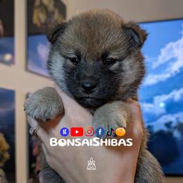 KIMCHI - Red female Shiba Inu puppy in Minnesota from BonsaiShibas
