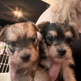 Ginger - Black and gold female Yorkshire Terrier puppy in Deltona, Florida from Oliviero Yorkies