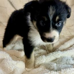 Ace - Tri-color male Border Collie puppy in East Ellijay, Georgia from Nine Peaks Border Collies