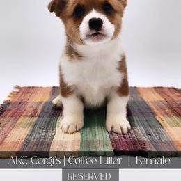 Hazel - Red female Pembroke Welsh Corgi puppy in Pine Village, Indiana from NL Horsemanship
