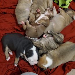Olde English Bulldogge Puppies from Bobblehead Bulldogges