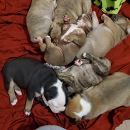 Olde English Bulldogge Puppies from Bobblehead Bulldogges
