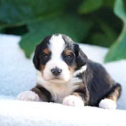 Charlie - Tri-color male Bernedoodle puppy in Spokane, Washington from Lilac City Doodles