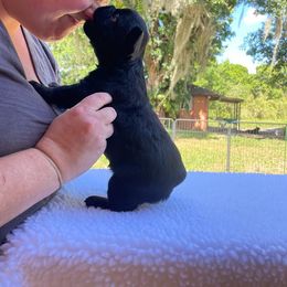 French Bulldog Puppies from Just Us Frenchies