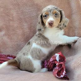 AKC Gelato - Dapple male Dachshund puppy in Texarkana, Arkansas from Pasta Pups Miniature Dachshunds
