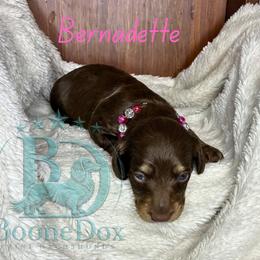 Bernadette - Chocolate and tan female Dachshund puppy in Noble, Oklahoma from Marissa's Dachshunds (BooneDox Mini Dachshunds)