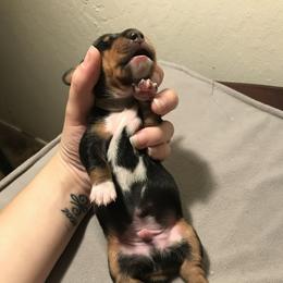 Dachshund Puppies from Hursh’s Hounds