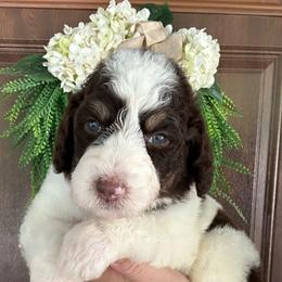 Ash - Tri-color male Bernedoodle puppy in Thornville, Ohio from Four Front Doodles & Friends