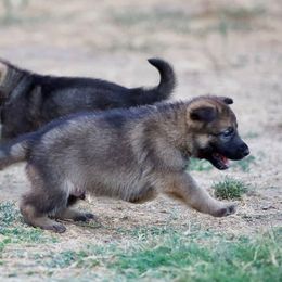 German Shepherd Puppies from z Hodinek