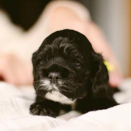 Nori - Black female Cocker Spaniel puppy in Fresno, California from Carvajal Cockers