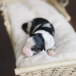 Miniature American Shepherd Puppies from EverSummer Minis