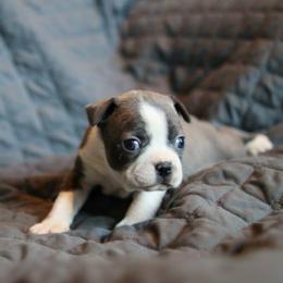 Violet - Blue female Boston Terrier puppy in Seguin, Texas from Campos Farms