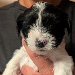 Janis - Black & tan tri-color female Morkie puppy in Dighton, Massachusetts from Massachusetts Morkies