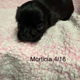 Morticia - Black female Shih Tzu puppy in Jasper, Indiana from Jacob’s Spoiled Shih Tzu