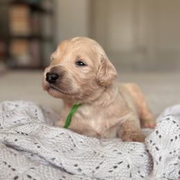 Goldendoodle puppies from Desert Ridge Doodles