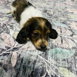 Snoopy - Piebald male Dachshund puppy in Magnolia, Texas from Carrie’s Countryside Dachshunds