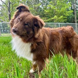 Boy 2 - Red tri-color male Australian Shepherd puppy in West Union, Iowa from Boundless Hearts Australian Shepherds LLC