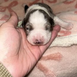 Miniature Australian Shepherd and Pembroke Welsh Corgi Puppies from Fluffy Butt Acres