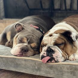 Bulldogs from Classic City Bulldogs