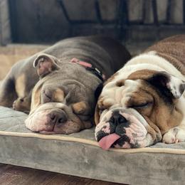 Bulldogs from Classic City Bulldogs