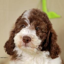 Boy 1 - Parti male Labradoodle puppy in Colonial Beach, Virginia from Bristol Mine Kennels