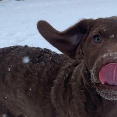 Chesapeake Bay Retrievers from Troy Koster