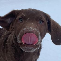 Chesapeake Bay Retrievers from Troy Koster