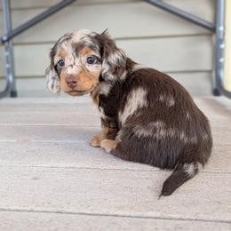 Blitz - Dapple female Dachshund puppy in Box Elder, South Dakota from Bee Sweet Dachshunds