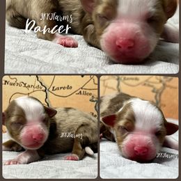 (8) Dancer, RMF - Red merle female Miniature American Shepherd puppy in Huntington, Texas from JKKJ Farms