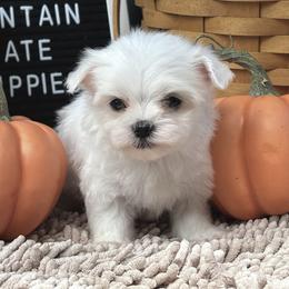 AKC Teacup  Luka - White male Maltese puppy in Charleston, West Virginia from Mountain State Puppies