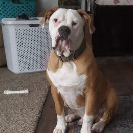American Bulldogs from Bossy's Bulldogs