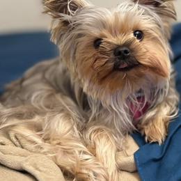 Yorkshire Terrier Puppies from Heaven_sent_toy_yorkies